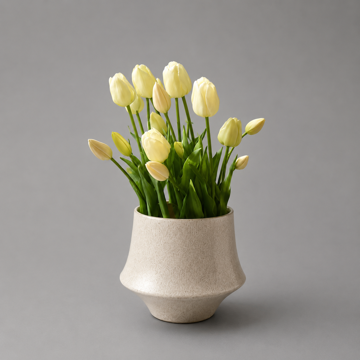 Cream Tulip